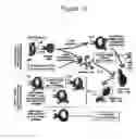 Fig. 22 - Methods to activate or block the HLA-E/Qa-1 restricted CD8+ T cell regulatory pathway to treat immunological disease