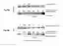Fig. 06 - Enterostatin as Therapeutic Agent for Hypoglycemia