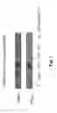 Fig. 08 - Enterostatin as Therapeutic Agent for Hypoglycemia