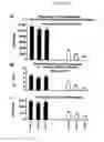 Fig. 04 - PROGNOSTIC TESTS FOR DEVELOPMENT OF DERMAL STRETCH MARKS AND IMPLICATIONS FOR THE PREVENTATIVE TREATMENT THEREOF