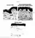 Fig. 06 - PROGNOSTIC TESTS FOR DEVELOPMENT OF DERMAL STRETCH MARKS AND IMPLICATIONS FOR THE PREVENTATIVE TREATMENT THEREOF