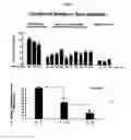 Fig. 09 - PROGNOSTIC TESTS FOR DEVELOPMENT OF DERMAL STRETCH MARKS AND IMPLICATIONS FOR THE PREVENTATIVE TREATMENT THEREOF
