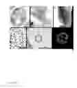 Fig. 02 - Molecular delivery vehicle