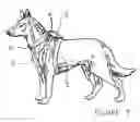 Fig. 06 - COLLAR AND LEASH ASSEMBLY