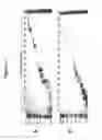 Fig. 08 - Apparatus for Purifying Molecules