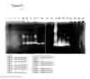 Fig. 06 - Protease Having Algicidal Activity, Gene Encoding the Same and Algicidal Formulation Comprising the Same