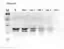Fig. 07 - Protease Having Algicidal Activity, Gene Encoding the Same and Algicidal Formulation Comprising the Same