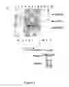 Fig. 02 - Viruses