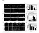 Fig. 02 - ANTIVIRALS
