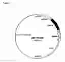 Fig. 02 - VACCINES FOR MALARIA