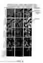 Fig. 09 - NANOCELL DRUG DELIVERY SYSTEM