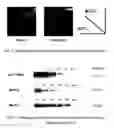 Fig. 06 - Hybrid alpha-glucoside transporter
