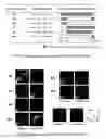 Fig. 07 - Hybrid alpha-glucoside transporter