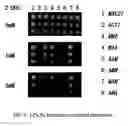 Fig. 08 - Hybrid alpha-glucoside transporter