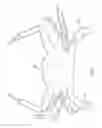 Fig. 02 - PASTEURIZED SWIMMING CRAB BACK FIN