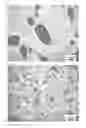Fig. 03 - Thermoplastic polymer composition and shaped article composed of the same