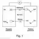 Fig. 02 - Electrochemical cell fabricated via liquid crystal templating