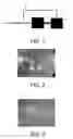Fig. 02 - Multi-compartment device with magnetic particles