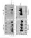 Fig. 02 - Methods of diagnosing cancer