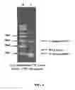 Fig. 07 - Internal controls for isolation of small RNAs