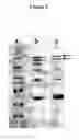 Fig. 07 - Process for producing aggregated oligonucleotides