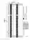 Fig. 03 - Mobile communication system, base station apparatus, and method to reduce inter-cell interference for same