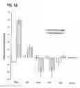Fig. 05 - Methods of isolating methylated CpG islands
