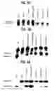 Fig. 09 - Methods of isolating methylated CpG islands