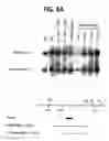 Fig. 10 - Methods of isolating methylated CpG islands