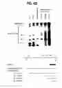 Fig. 11 - Methods of isolating methylated CpG islands