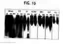 Fig. 17 - Methods of isolating methylated CpG islands