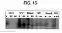 Fig. 20 - Methods of isolating methylated CpG islands