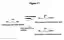Fig. 43 - Nitrilases, nucleic acids encoding them and methods for making and using them