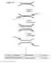 Fig. 10 - Method of preparing libraries of template polynucleotides