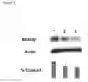 Fig. 11 - Methods and compositions related to arrhythmogenic right ventricular cardiomyopathy (ARVC)