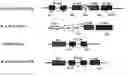 Fig. 01 - METHOD FOR SELECTING A PEPTIDE OR POLYPEPTIDE WHICH BINDS TO A TARGET