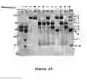 Fig. 09 - METHOD FOR SELECTING A PEPTIDE OR POLYPEPTIDE WHICH BINDS TO A TARGET