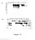 Fig. 10 - METHOD FOR SELECTING A PEPTIDE OR POLYPEPTIDE WHICH BINDS TO A TARGET