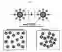 Fig. 02 - Methods for detecting molecular interactions