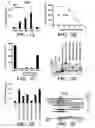 Fig. 02 - High throughput screens for small-molecule inhibitors of the nuclear receptor-like pathway regulating multidrug resistance in fungi