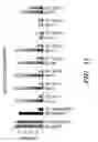 Fig. 12 - High throughput screens for small-molecule inhibitors of the nuclear receptor-like pathway regulating multidrug resistance in fungi