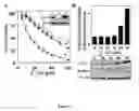Fig. 06 - ANTICANCER TOCOPHERYL SUCCINATE DERIVATIVES