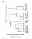 Fig. 02 - Ribozyme to cleave coronavirus gene