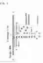 Fig. 03 - Ribozyme to cleave coronavirus gene