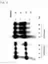 Fig. 07 - Ribozyme to cleave coronavirus gene