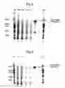 Fig. 04 - Rodenticide
