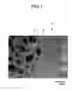 Fig. 02 - Process for producing metallic-nanoparticle inorganic composite and metallic-nanoparticle inorganic composite