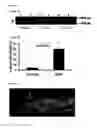 Fig. 06 - Methods for Detection and Prevention of Tick Infestation and Pathogen Transmission
