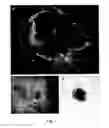 Fig. 02 - CARDIOMYOCYTE-LIKE CELL CLUSTERS DERIVED FROM HBS CELLS