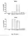 Fig. 26 - CARDIOMYOCYTE-LIKE CELL CLUSTERS DERIVED FROM HBS CELLS